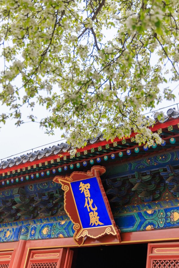 九鼎配资 京城胜景！智化寺、玉渊潭里赏花寻春